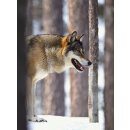 RFPB116 - Postkartenbuch Lebensraum Wald Tier im Winter